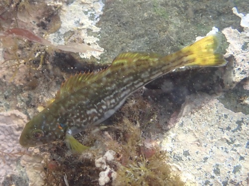 Aplodactylus arctidens