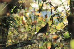 Turdus rufitorques