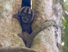 Spix's Night Monkey photo 5