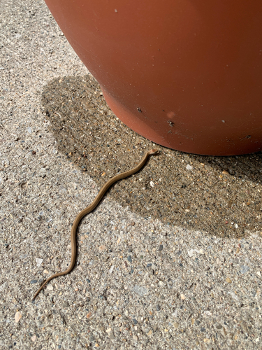 iNaturalist observation photo of DeKay's Brownsnake