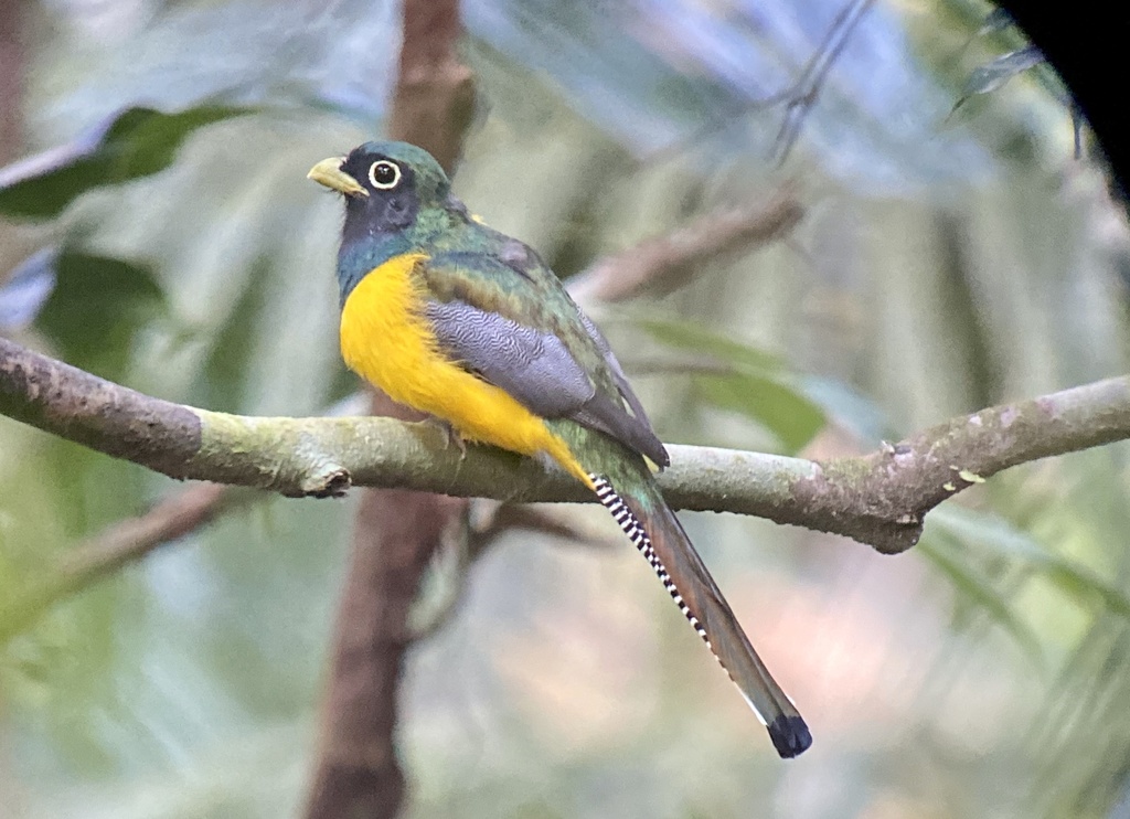 Black-Throated Trogon