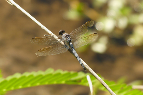 Blue Skimmer