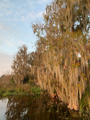 iNaturalist observation photo of Spanish moss