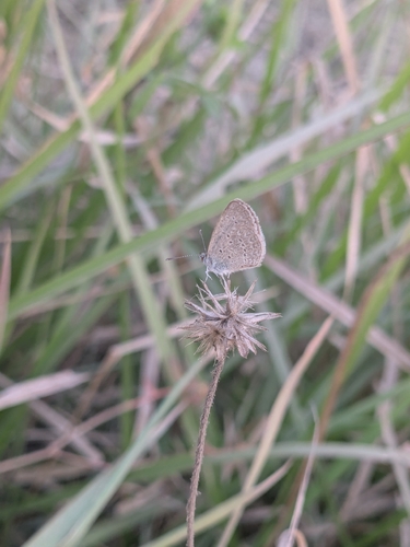Lesser Grass Blue