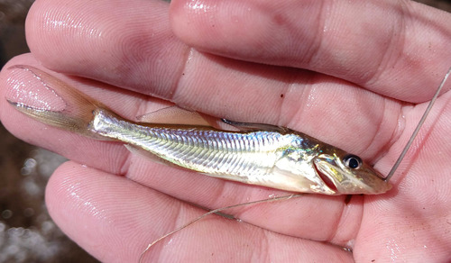 Duckbill catfish (Iheringichthys labrosus) — Pimelodidae