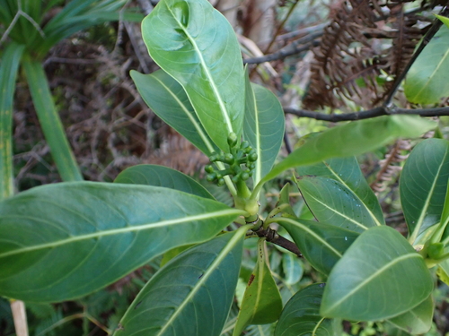 Psychotria mariniana observed 2026-01-17