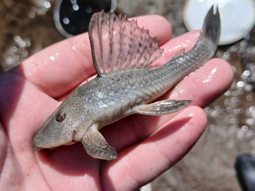 Commerson's plec (Hypostomus commersoni) — Loricariidae — 5