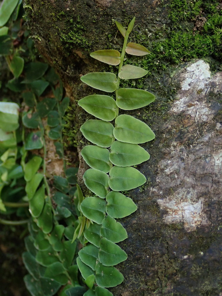 Juvenile Marcgravia rectiflora showing flat shingling growth, small overlapping leaves pressed against mossy tree bark in Puerto Rico