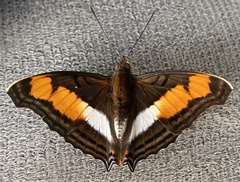 Doxocopa