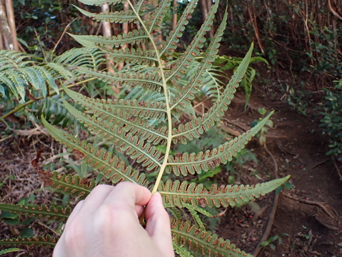 Cibotium menziesii, photograph 3