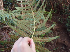 Cibotium menziesii, photograph (c) Neal Kelso, some rights reserved (CC BY)