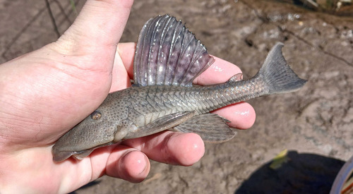 Commerson's plec (Hypostomus commersoni) — Loricariidae — 2