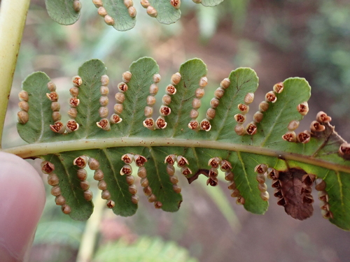 Cibotium menziesii, photograph 4
