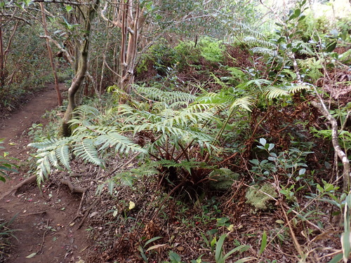 Cibotium menziesii, photograph 1