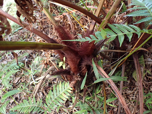 Cibotium menziesii, photograph 2