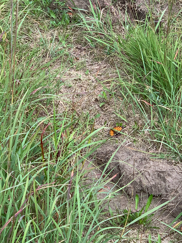 iNaturalist observation photo of Regal Fritillary