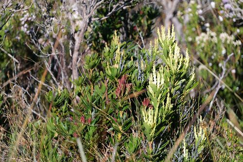 Agastachys odorata (Agastachys odorata)