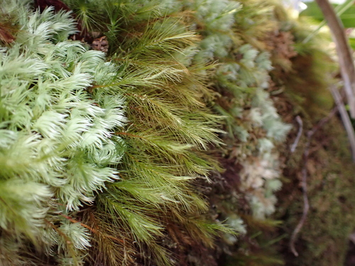 Pyrrhobryum pungens observed 2026-01-17