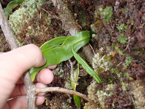 Ophioderma falcatum observed 2026-01-17