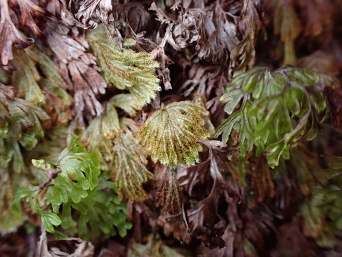 palai lau li‘I (Hymenophyllum obtusum)