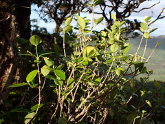 Alyxia stellata, photograph (c) Neal Kelso, some rights reserved (CC BY)