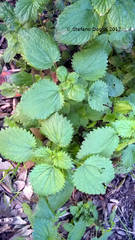 Urtica membranacea