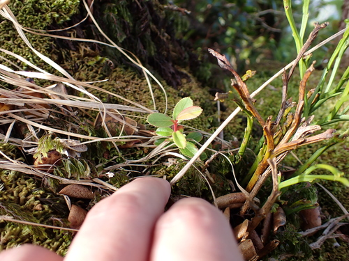Vaccinium dentatum observed 2026-01-17