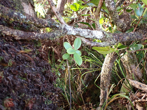 Vaccinium dentatum observed 2026-01-17