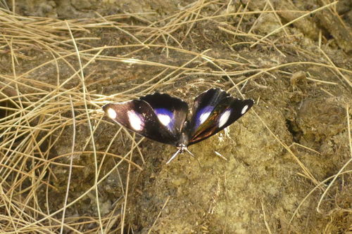 Great Eggfly