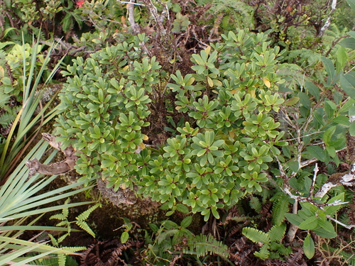 kōlea lau li‘i (Myrsine sandwicensis)