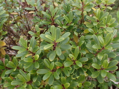 Myrsine sandwicensis, photograph (c) Neal Kelso, some rights reserved (CC BY)