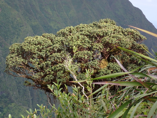 Lehua papa (Metrosideros rugosa)