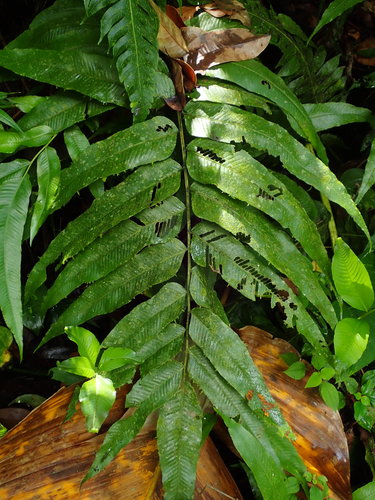 Image of Meniscium reticulatum by (c) Daniel Cahen, some rights reserved (CC BY)