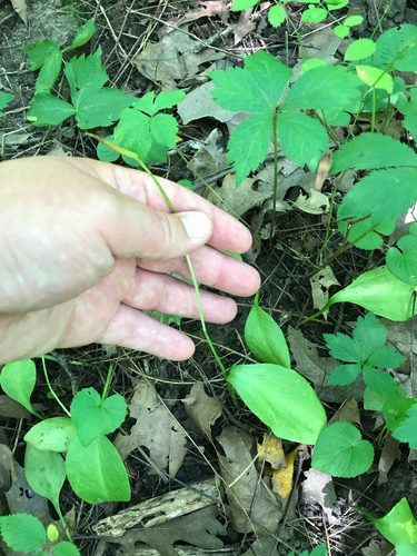 iNaturalist observation photo of adder's-tongues