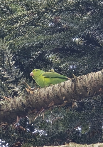 Plain Parakeet (Brotogeris tirica), photo 3