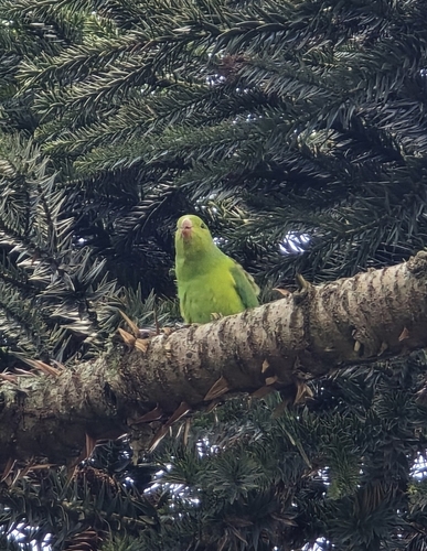 Plain Parakeet (Brotogeris tirica), photo 4