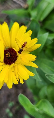 Unknown species found near Alvin, TX, USA
