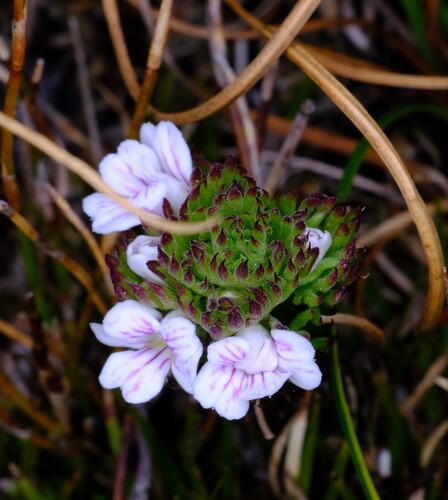 Euphrasia hookeri (Euphrasia hookeri)