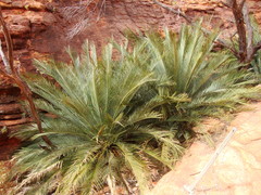 Macrozamia macdonnellii