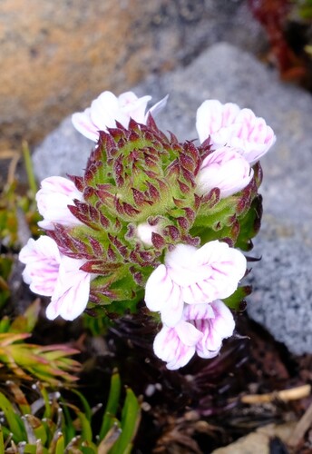 Euphrasia hookeri (Euphrasia hookeri)