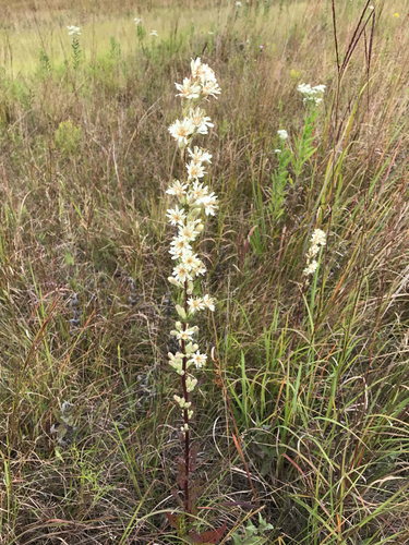 iNaturalist observation photo of rough rattlesnake root