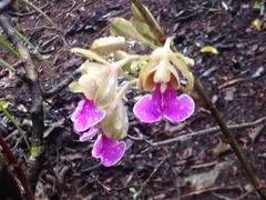 Psychilis macconnelliae