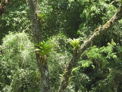 Vriesea