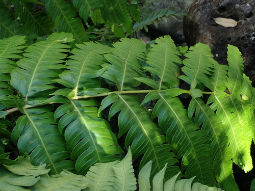 Image of Cyathea horrida by (c) Daniel Cahen, some rights reserved (CC BY)