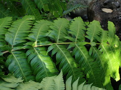 Cyathea horrida
