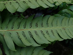 Cyathea horrida