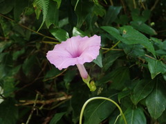 Ipomoea setifera