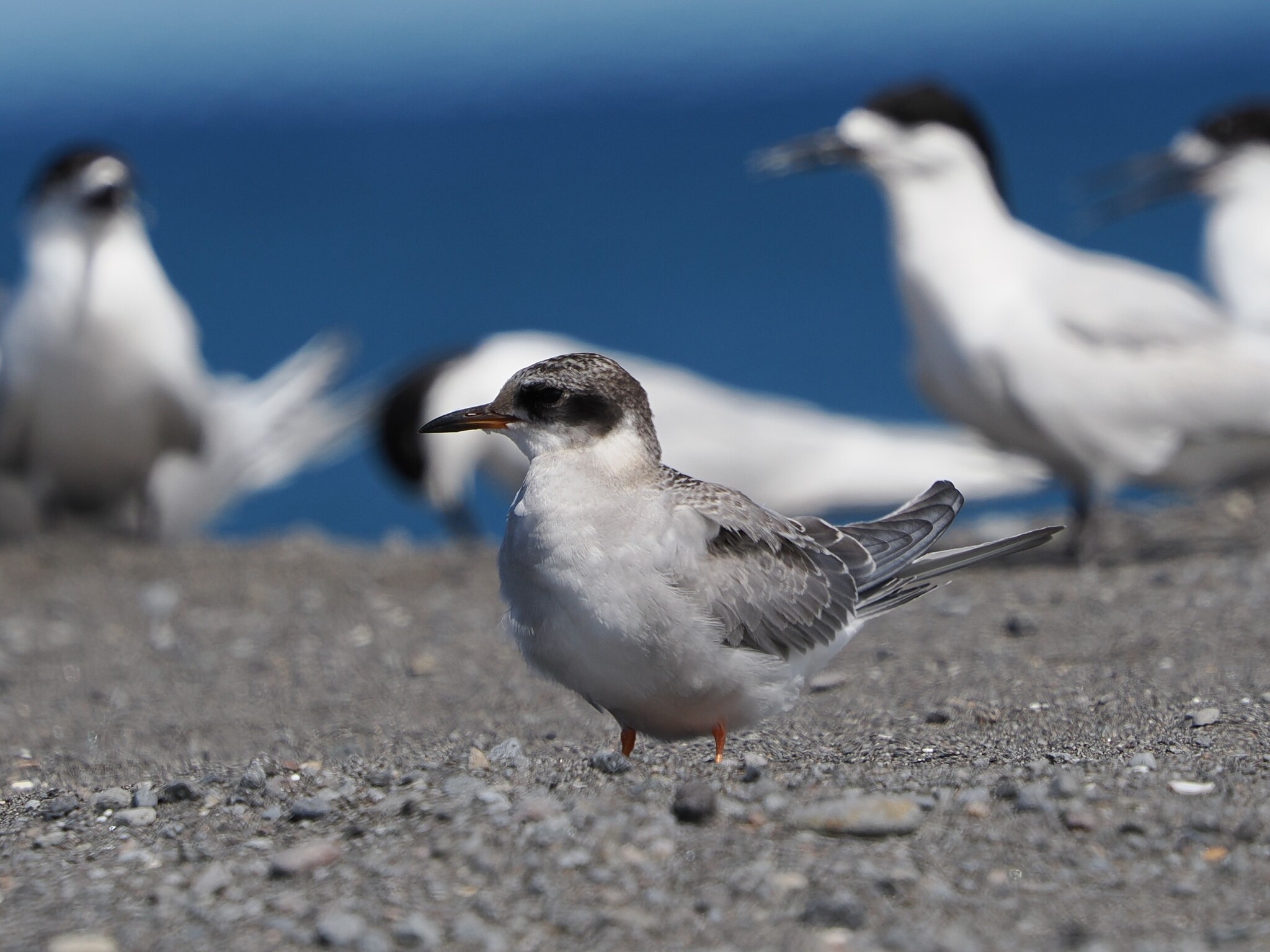 Black-fronted Tern (Chlidonias albostriatus), photo 2