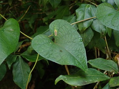 Ipomoea setifera