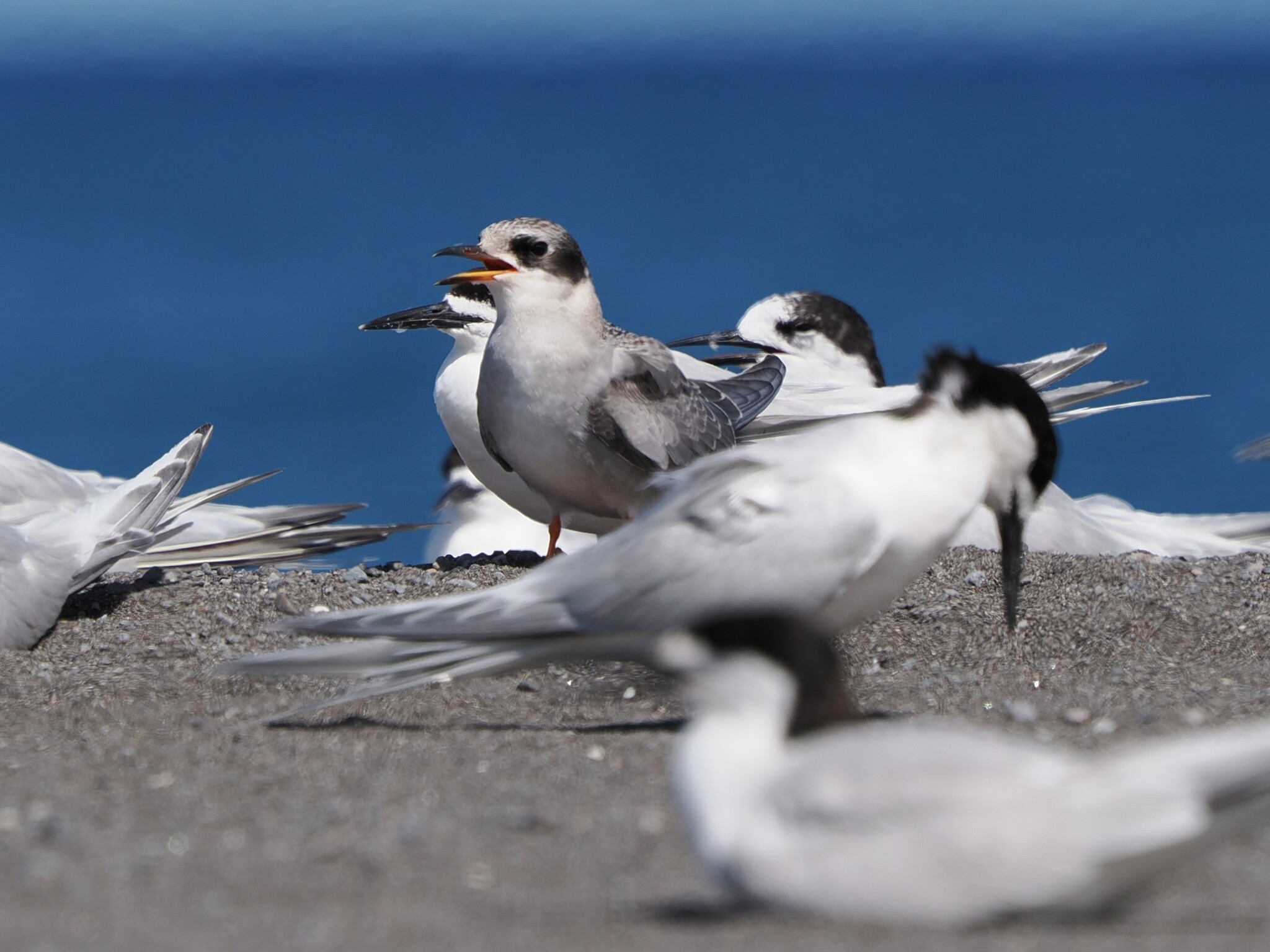 Black-fronted Tern (Chlidonias albostriatus), photo 3